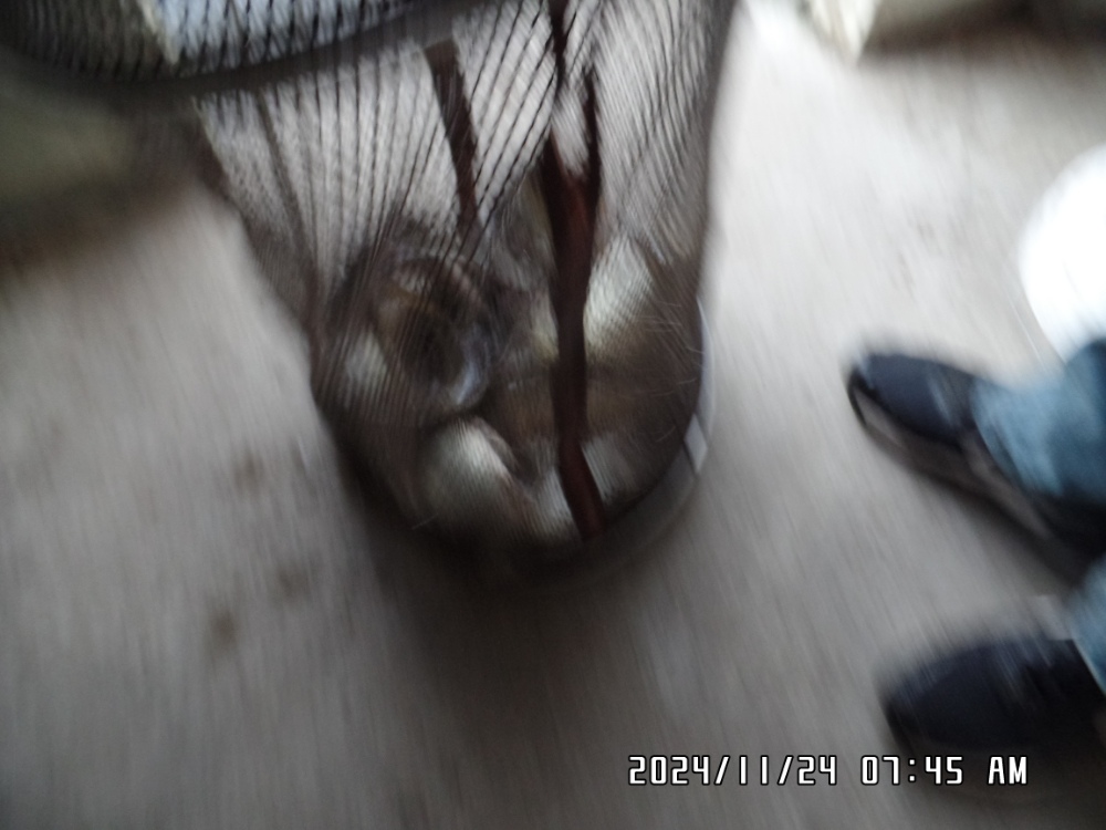 SAM_0670.JPG